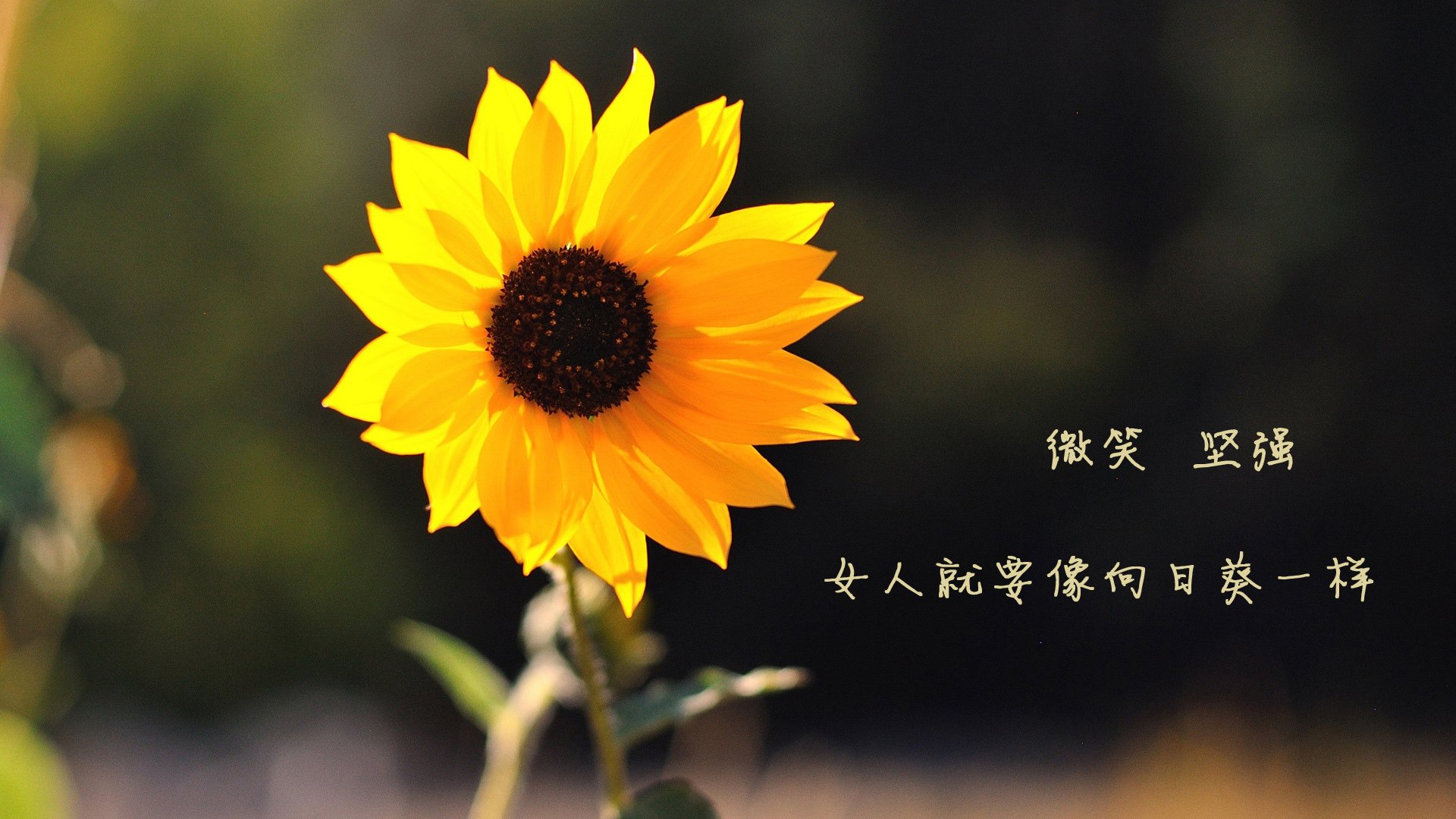 篮球专项技能动作细节规范及训练方法研究，篮球运动技能