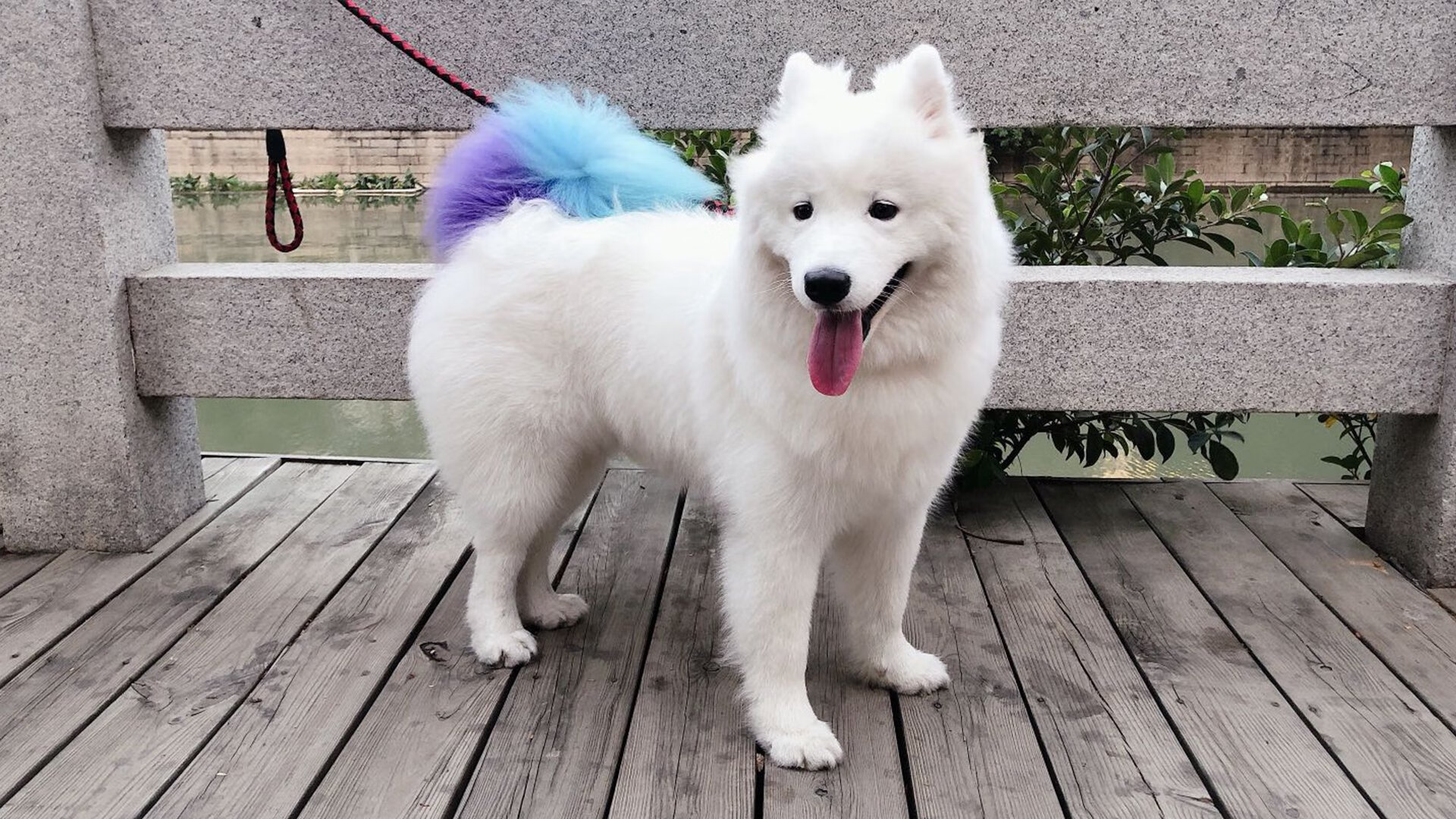 中国女篮全队无伤病困扰 备战节奏平稳，中国女篮阵容分析