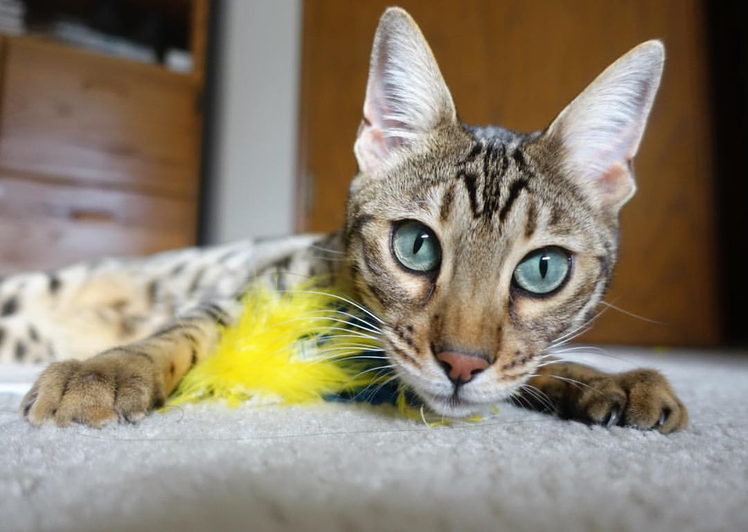 新加坡队赛制评估:如何根据赛制特点调整技战术配合,新加坡赛制注重什么