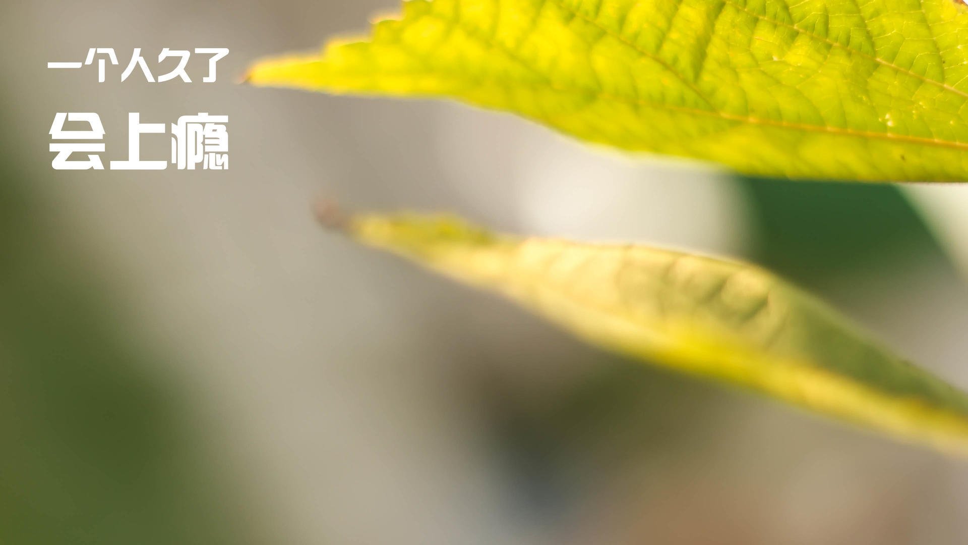 欧洲金靴归属战五大联赛射手表现差异化比较,欧洲金靴和联赛金靴