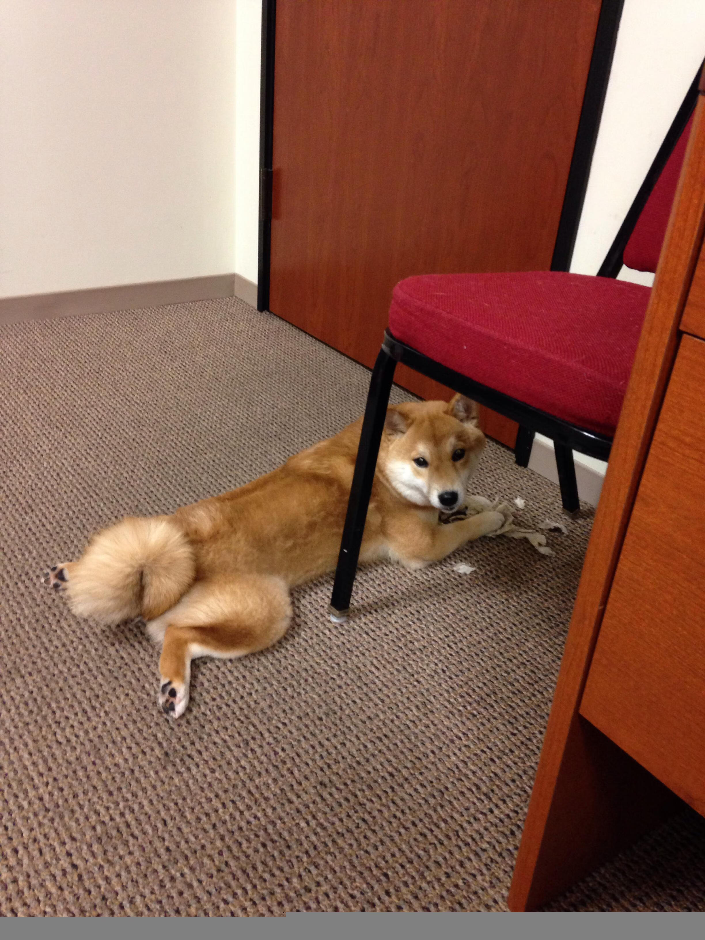 波兰队未来发展蓝图:加强教练团队与国内赛事建设,波兰球队强吗