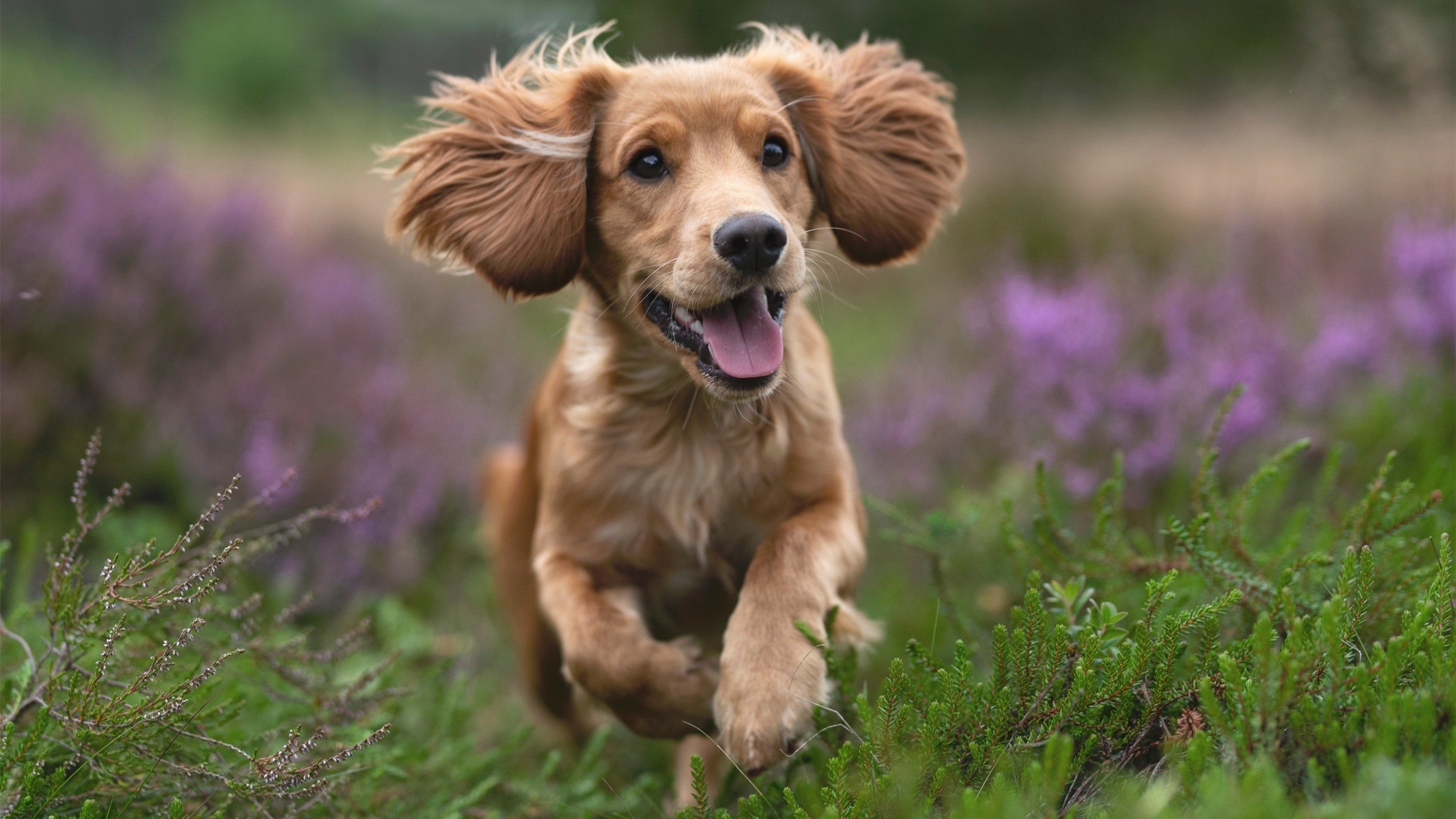 澳大利亚队的未来发展与国际乒乓格局:如何找到突破口,澳大利亚乒乓球名将
