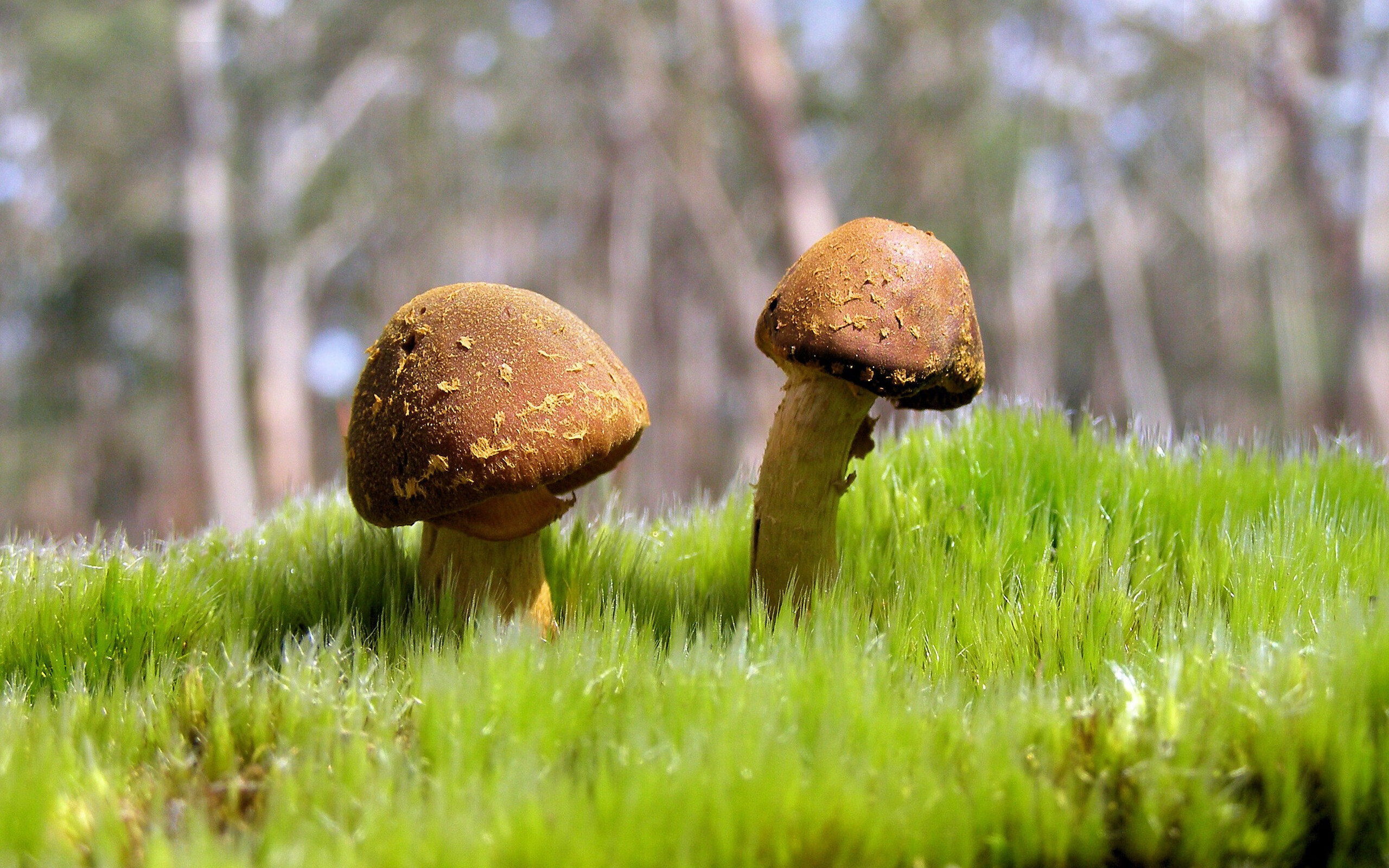 澳大利亚队的未来发展与国际乒乓格局:如何找到突破口,澳大利亚乒乓球名将