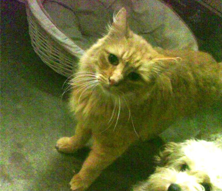 “马丁·高尔西的强势崛起,成为阿根廷美洲狮队的未来支柱”