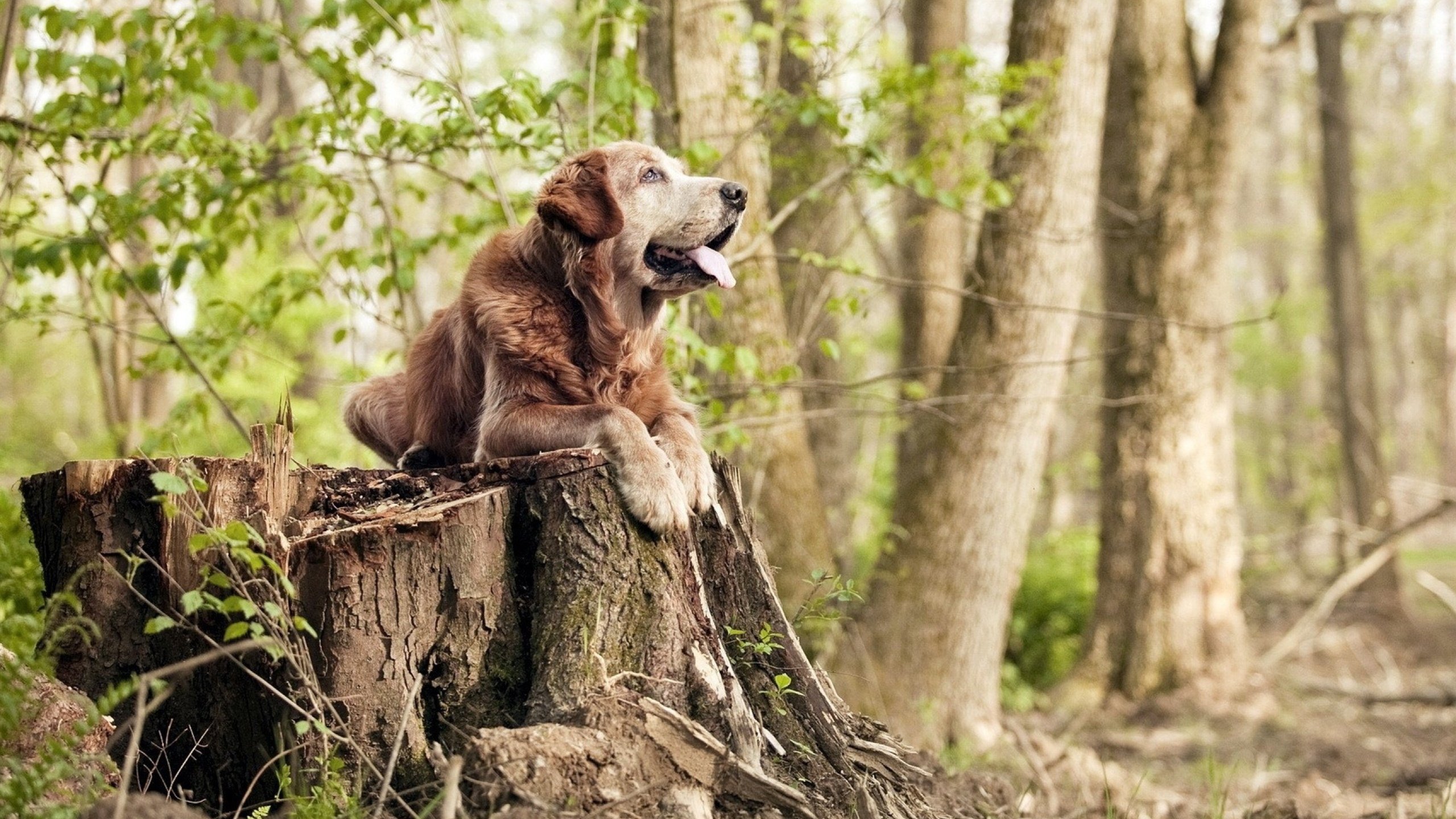 巴特尔通过不懈努力,帮助袋鼠队打破对方攻势,锁定胜局,篮球 巴特尔