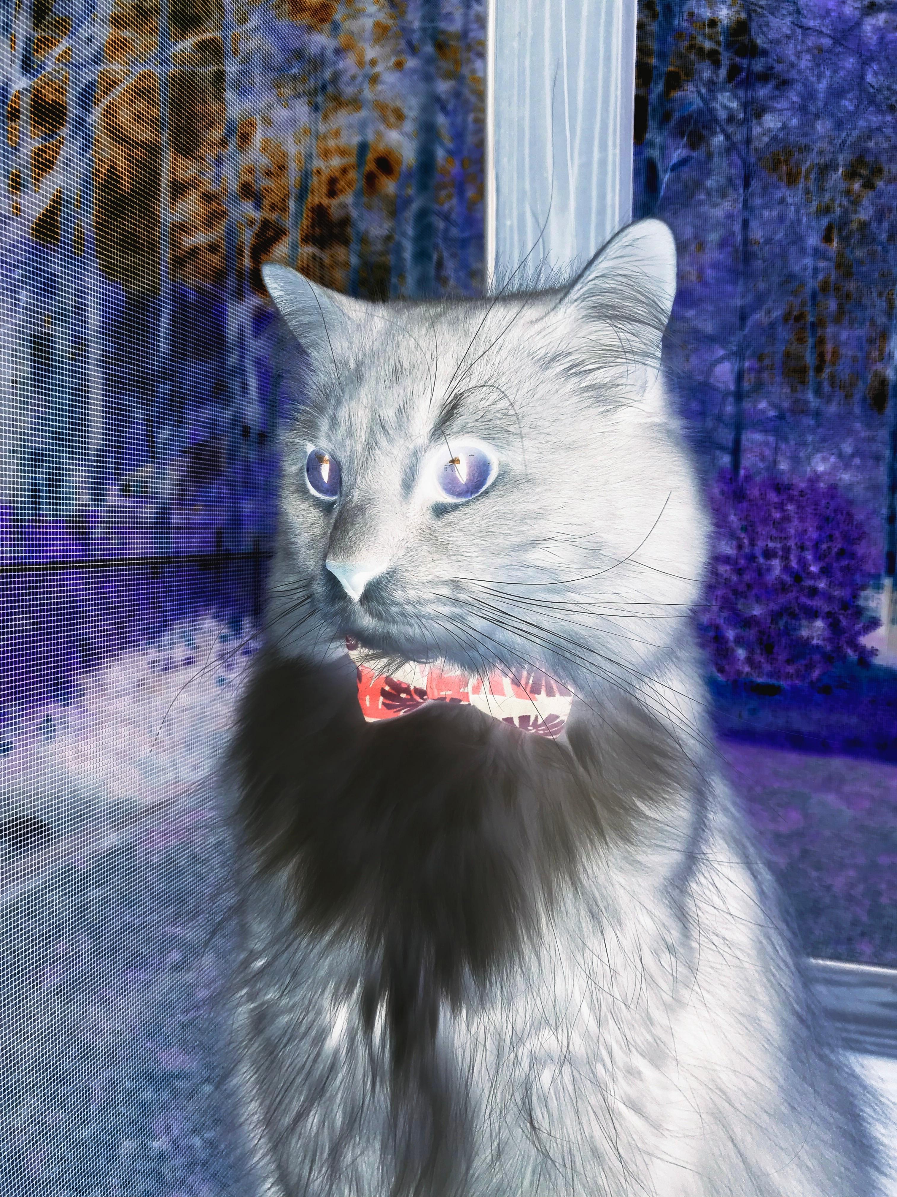 新西兰全黑队的战术布局充满创造性，难以预测，all black新西兰