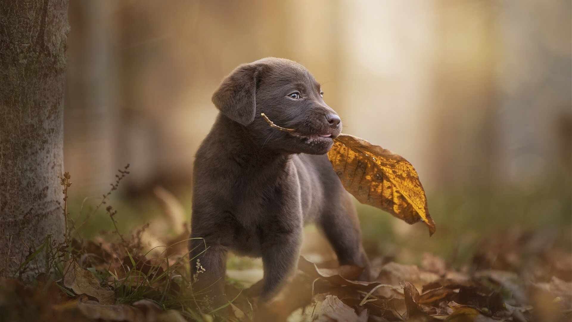 李娜出席青少年比赛颁奖仪式,李娜获得哪些冠军