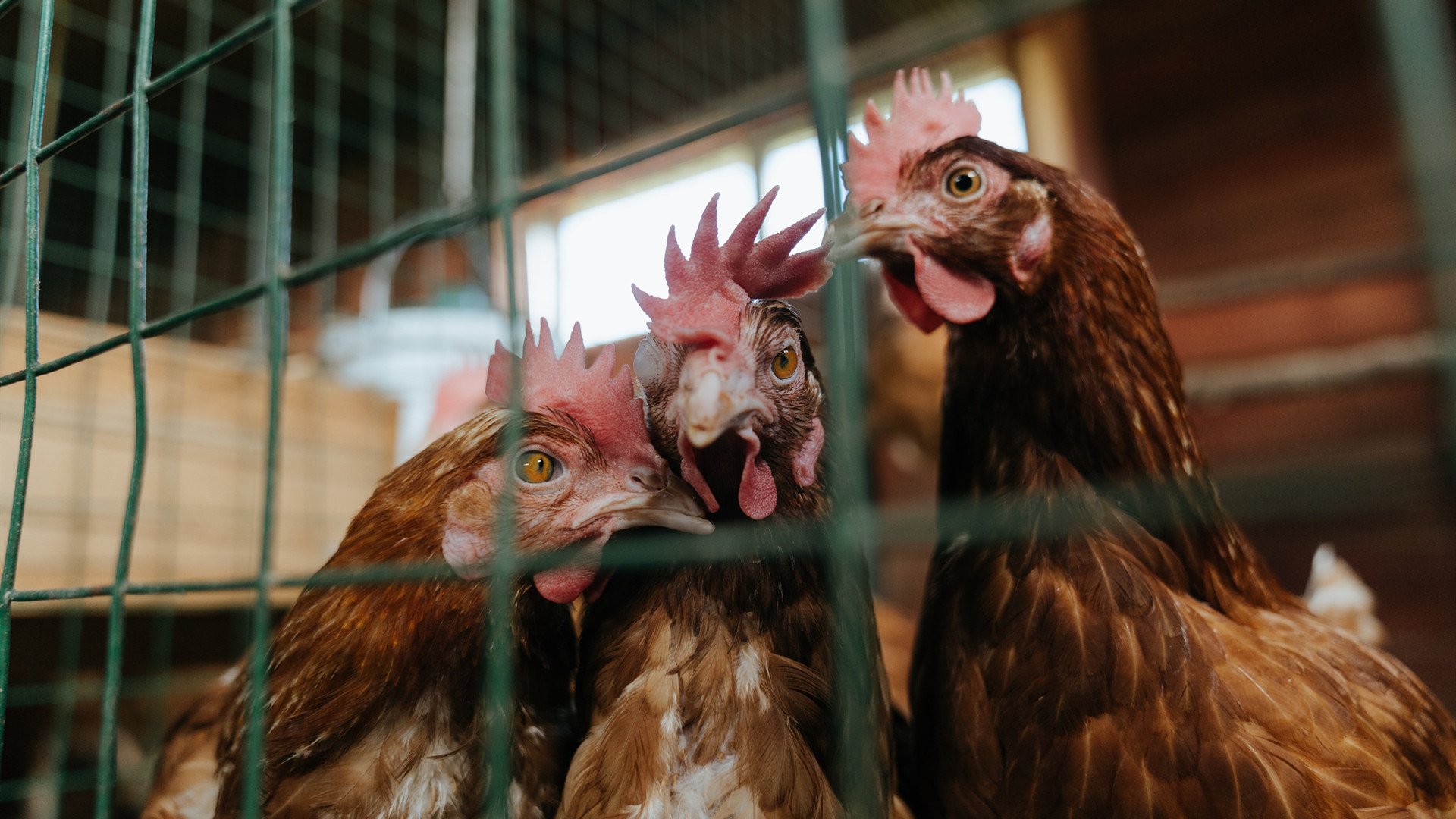 格鲁吉亚女篮在欧洲锦标赛中表现出色,逐步走向国际巡回赛,格鲁吉亚参加过欧洲杯吗