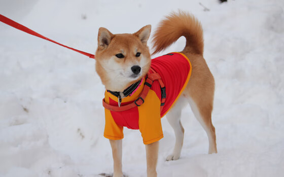 瑞安的防守技术逐渐成为全黑队重要的战术武器,瑞安比赛