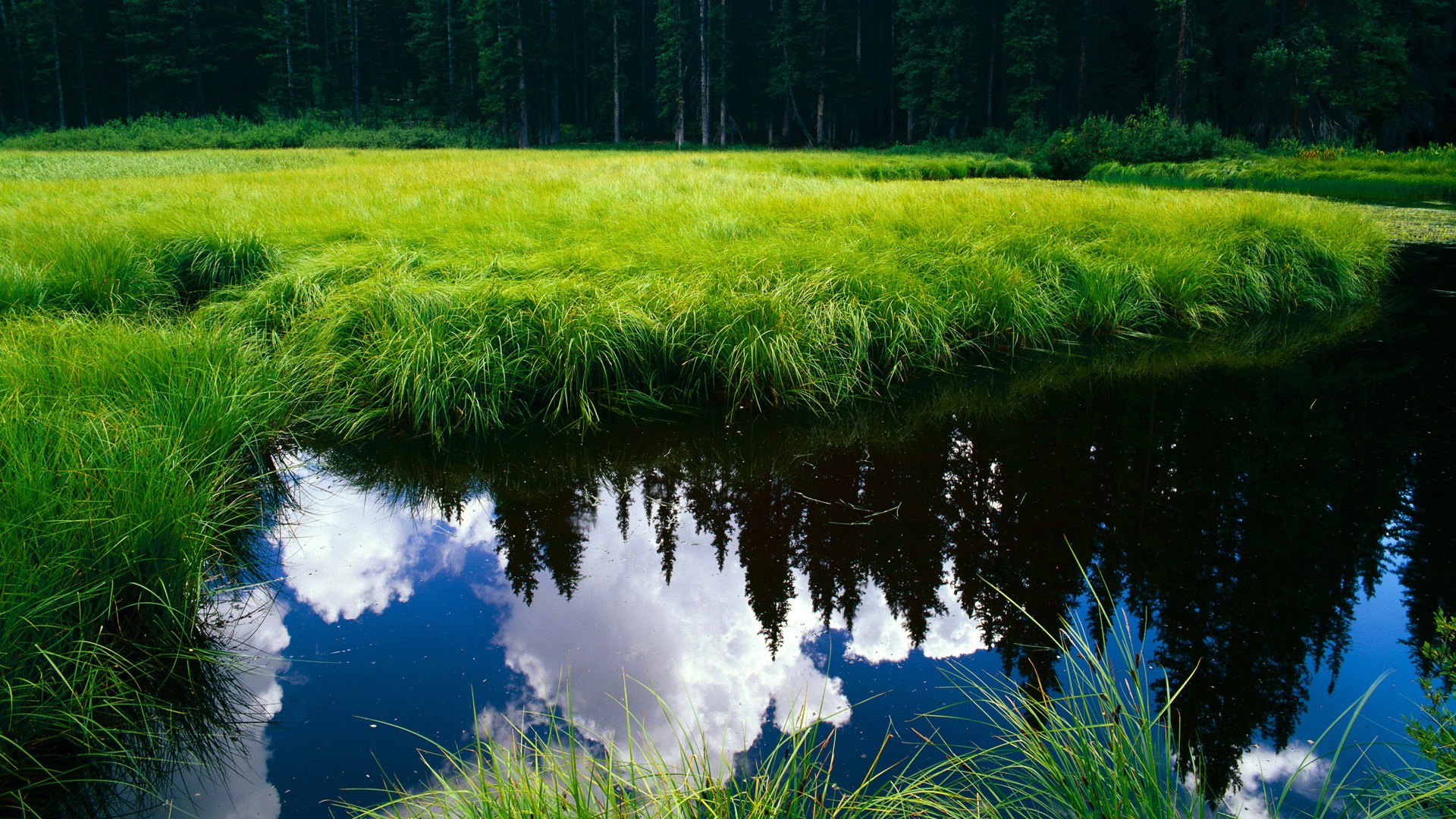 麦肯齐:全黑队的“快马”,突破防线的致命武器