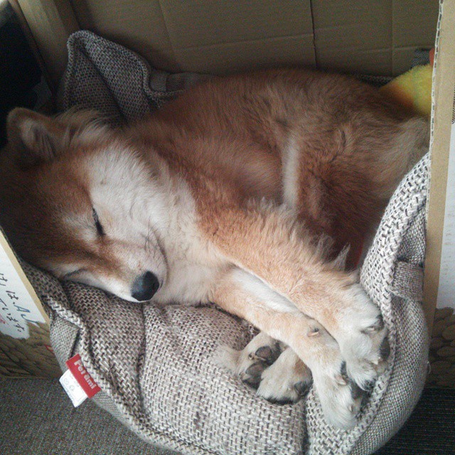 1451亿王传福，巴菲特为何“说再见”？