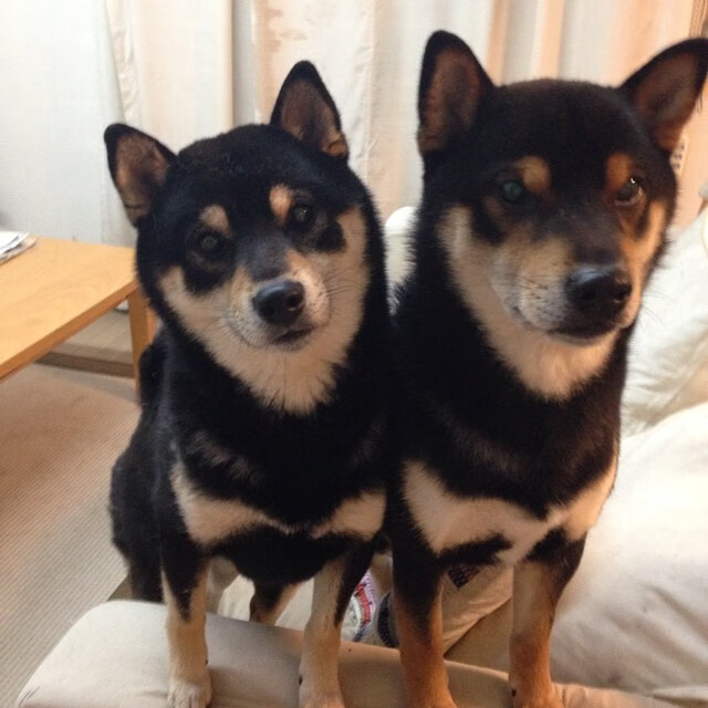 中国篮球制度化运动医学团队在俱乐部中的重要性,业余篮球队宗旨