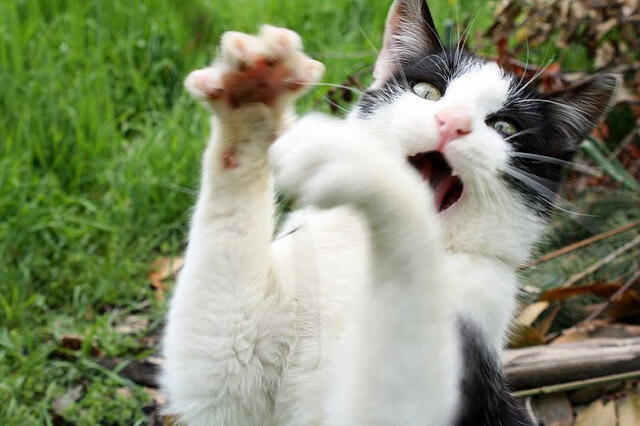 中国篮球裁判在人工智能辅助决策系统中的角色定位,我国篮球裁判的发展历程