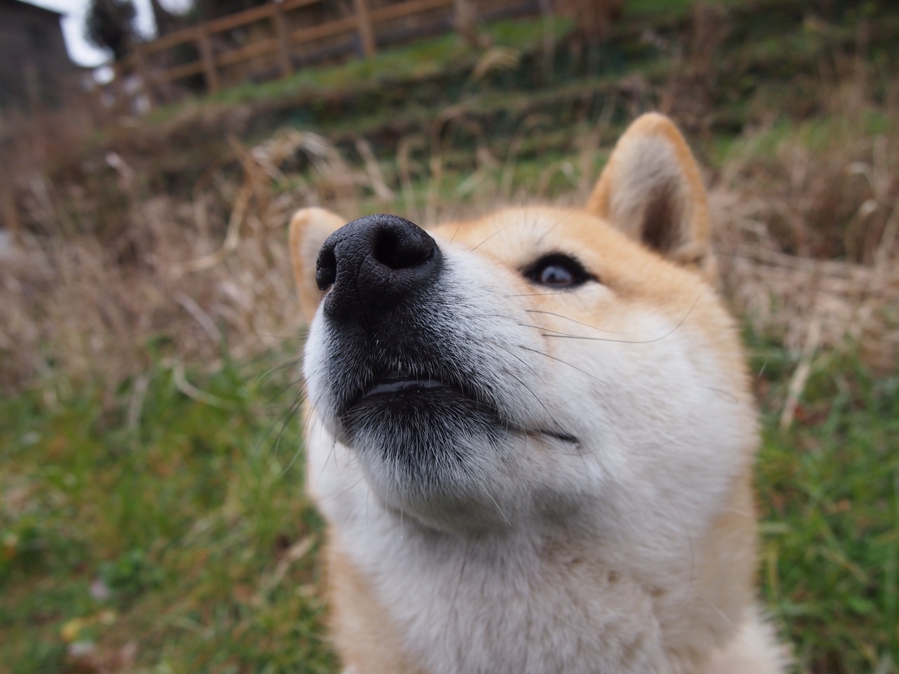 中距离投篮还能重返潮流吗，中距离投篮的重要性